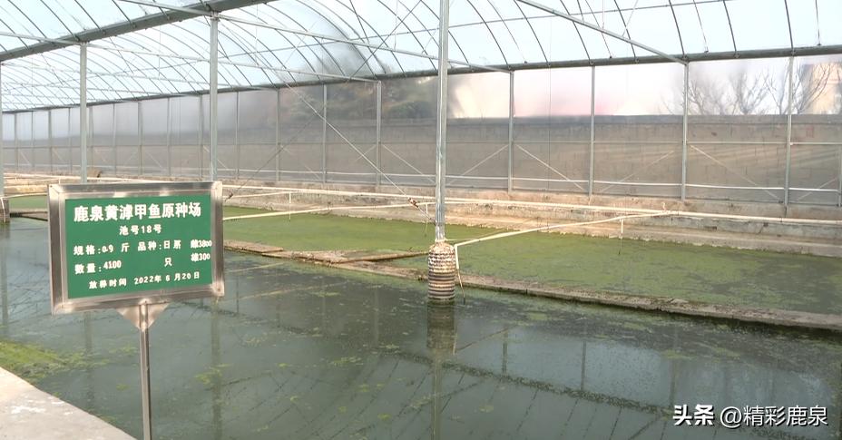 山海湖生态甲鱼养殖基地,河北石家庄甲鱼养殖