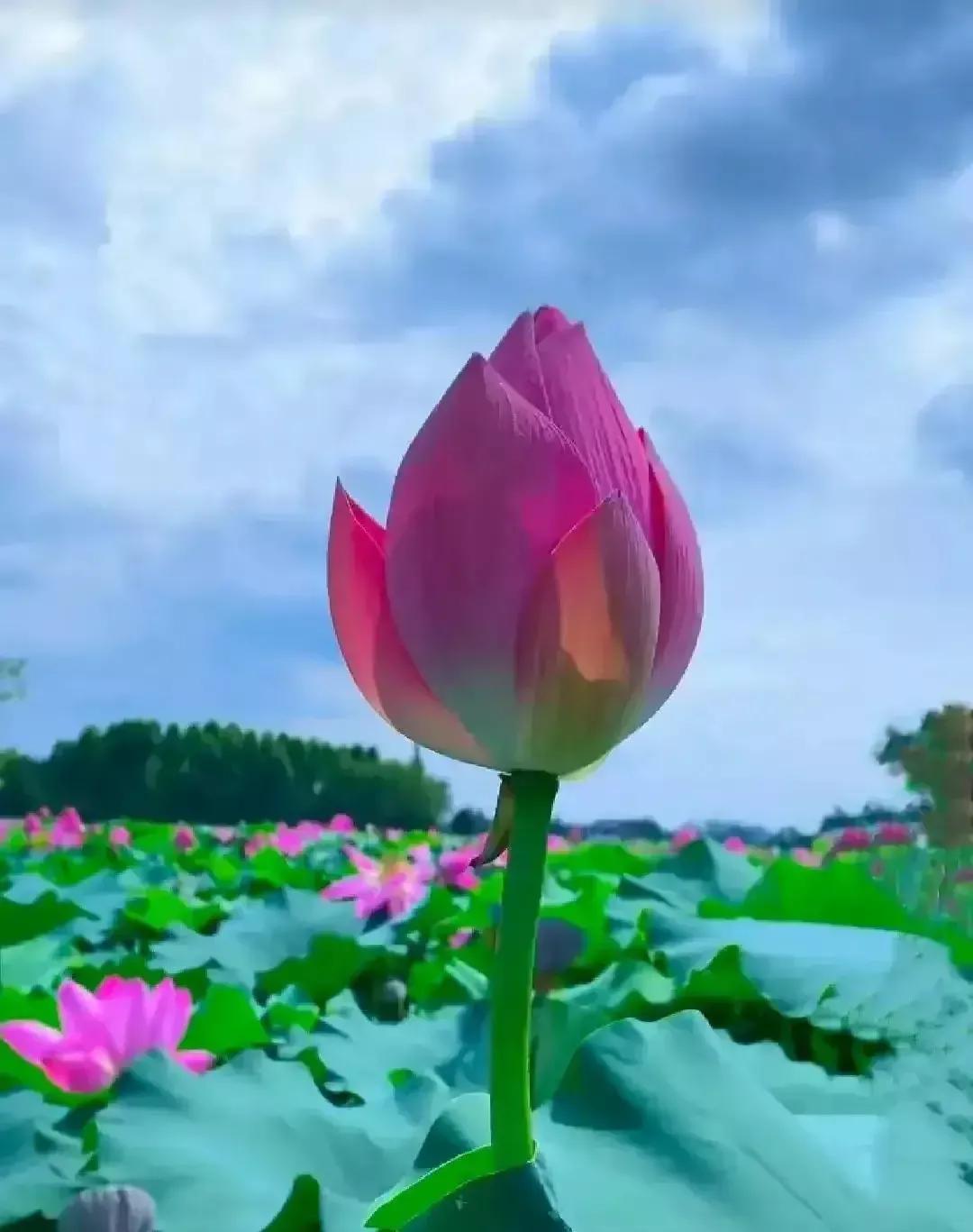 【虚情淡如水实爱甜如蜜】