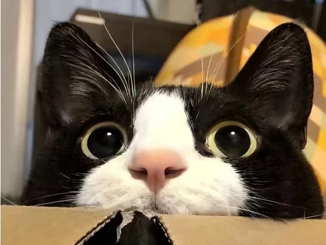 奶牛猫算不算是中华田园猫,中华田园奶牛猫宠物