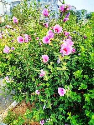 无穷花为什么叫木槿花,木槿花又叫扶桑花吗