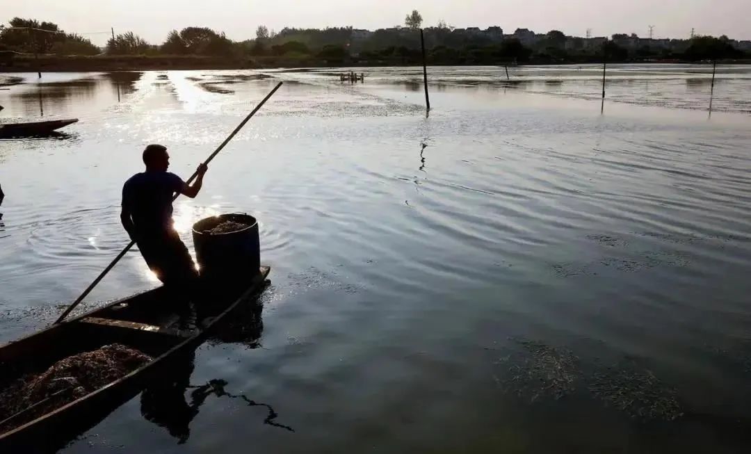 相约金秋“蟹”逅高淳|固城湖的“横行介士”来啦！