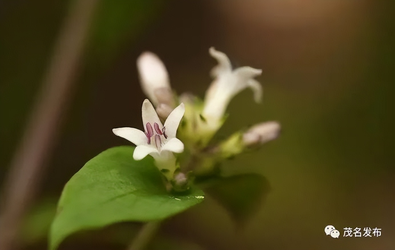 浙江神奇物种,茂名发现新物种