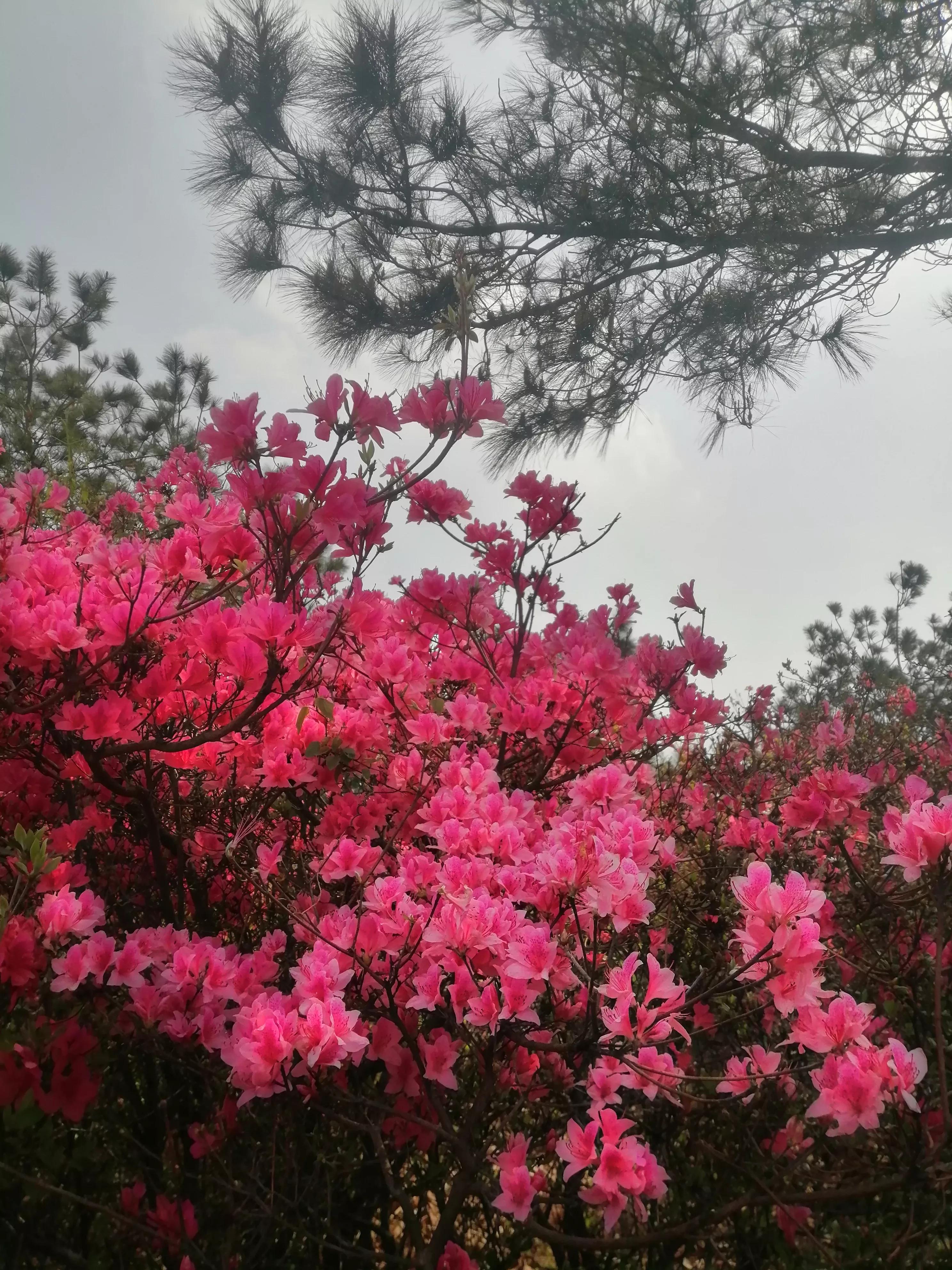 最美映山红完整版,最美映山红图片