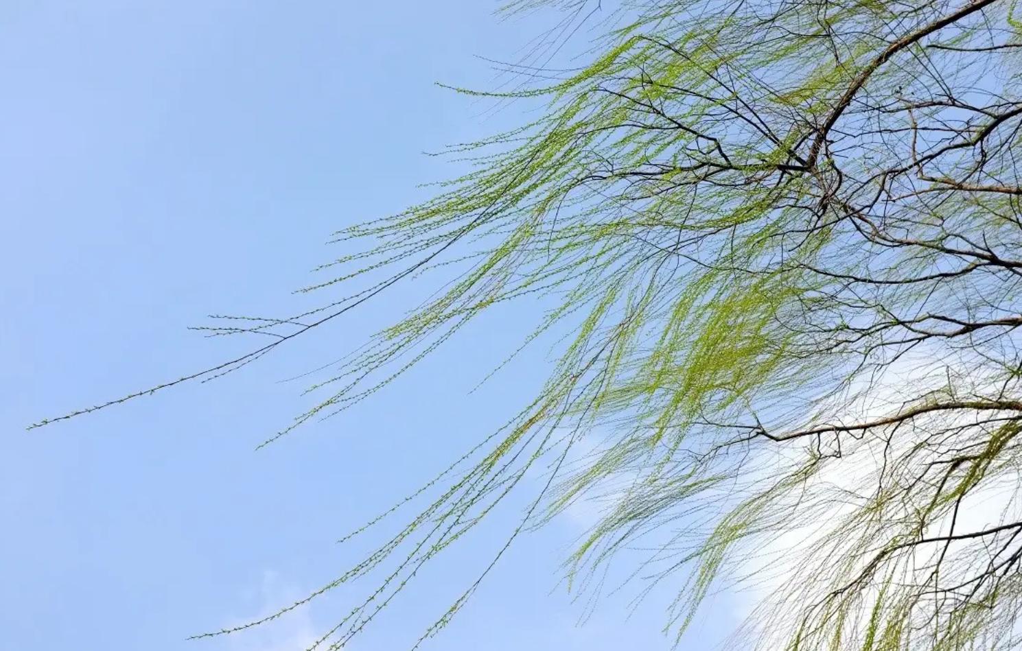 南宋最惊艳的一首诗,宋朝高僧写下一首诗胜过所有诗