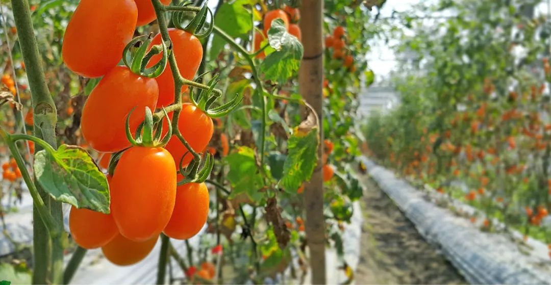 区域品牌农产品包装设计,农产品包装设计创意点