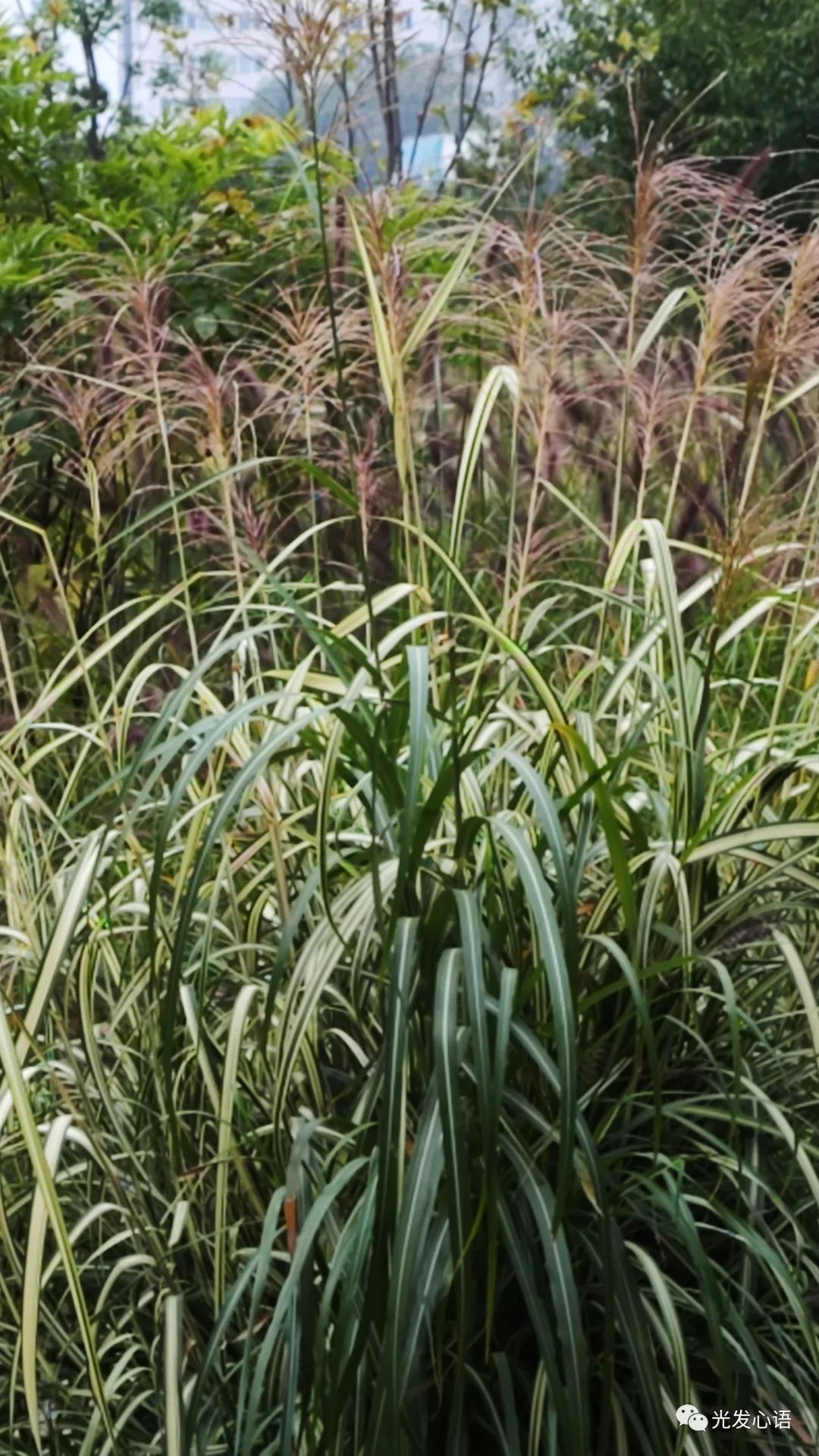 F93：随缘信笔（2023年10月15日）