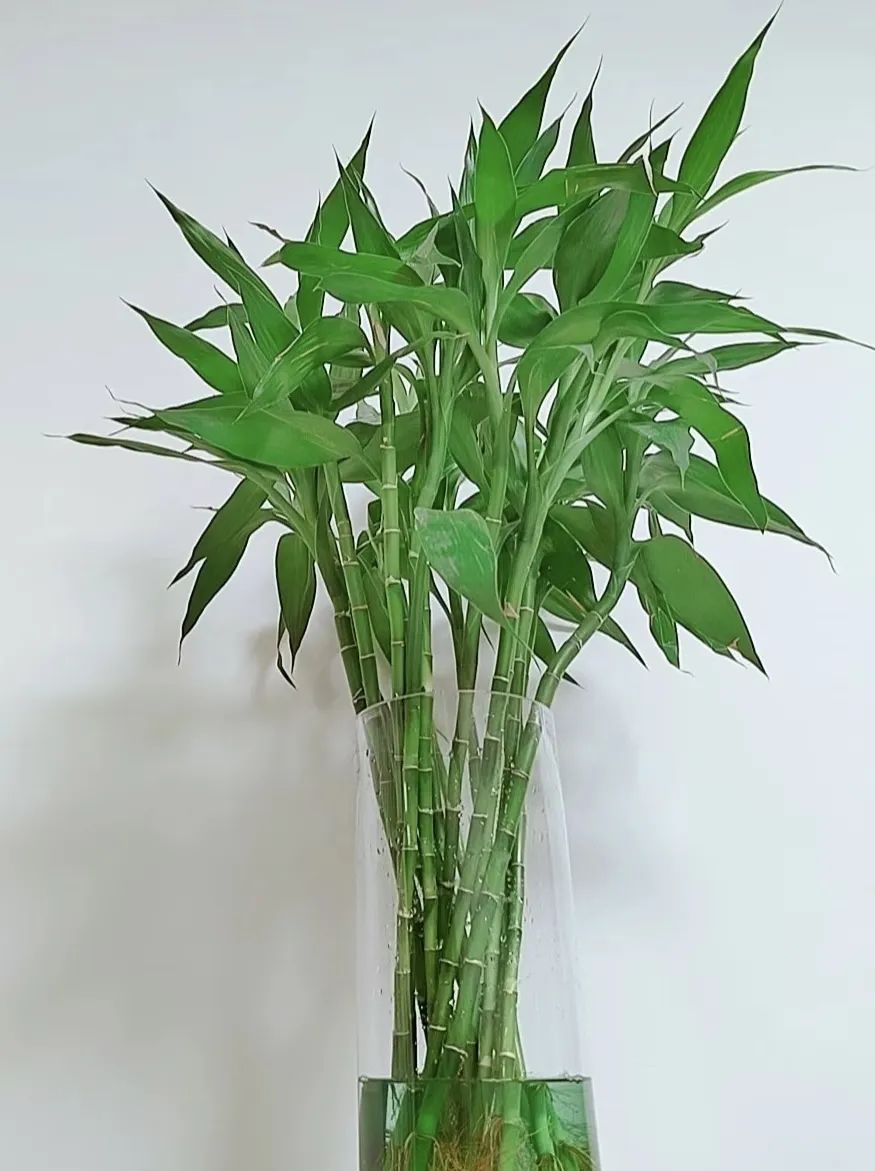 养花就养这几款好养易活,新手养花如何养便宜又好看