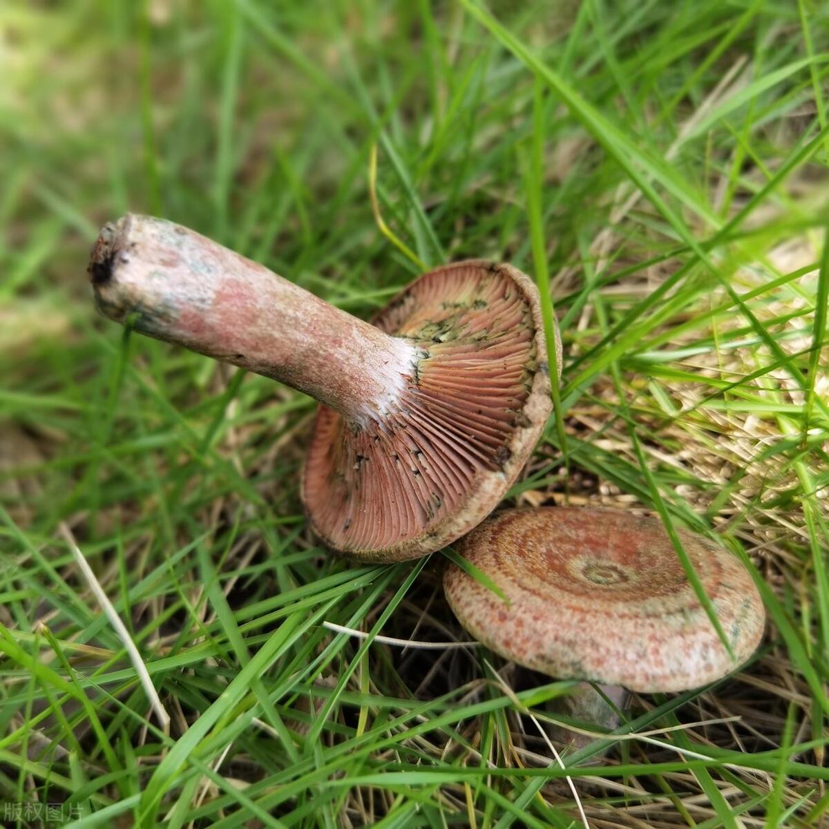 15岁辍学在家怎么才有收入,怎样做月入30万的生意