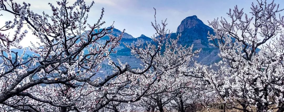 济南这个周末适合哪里赏花,济南春天赏花好去处
