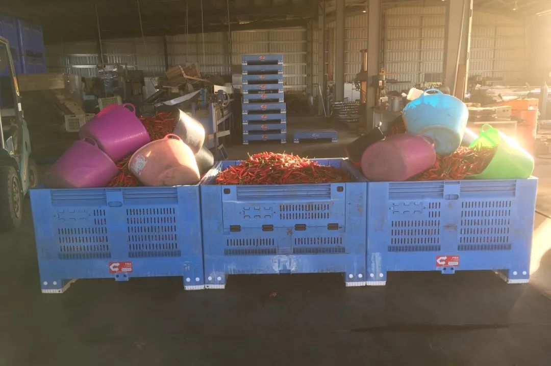 90后大蒜在澳洲：创业失败+意外车祸，出国打工还债，3年赚了70万