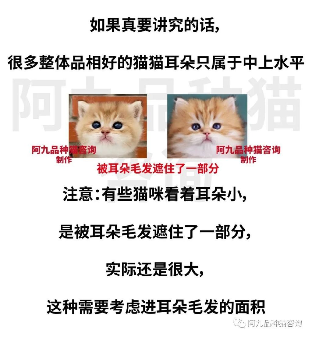 英短蓝白耳朵白好吗,蓝白英短小耳朵好还是大耳朵好