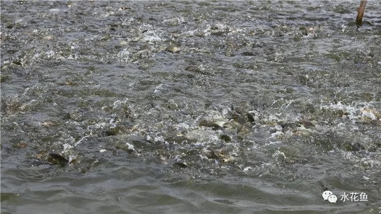 鱼饲料二合一,鱼饲料各种营养成分的含量