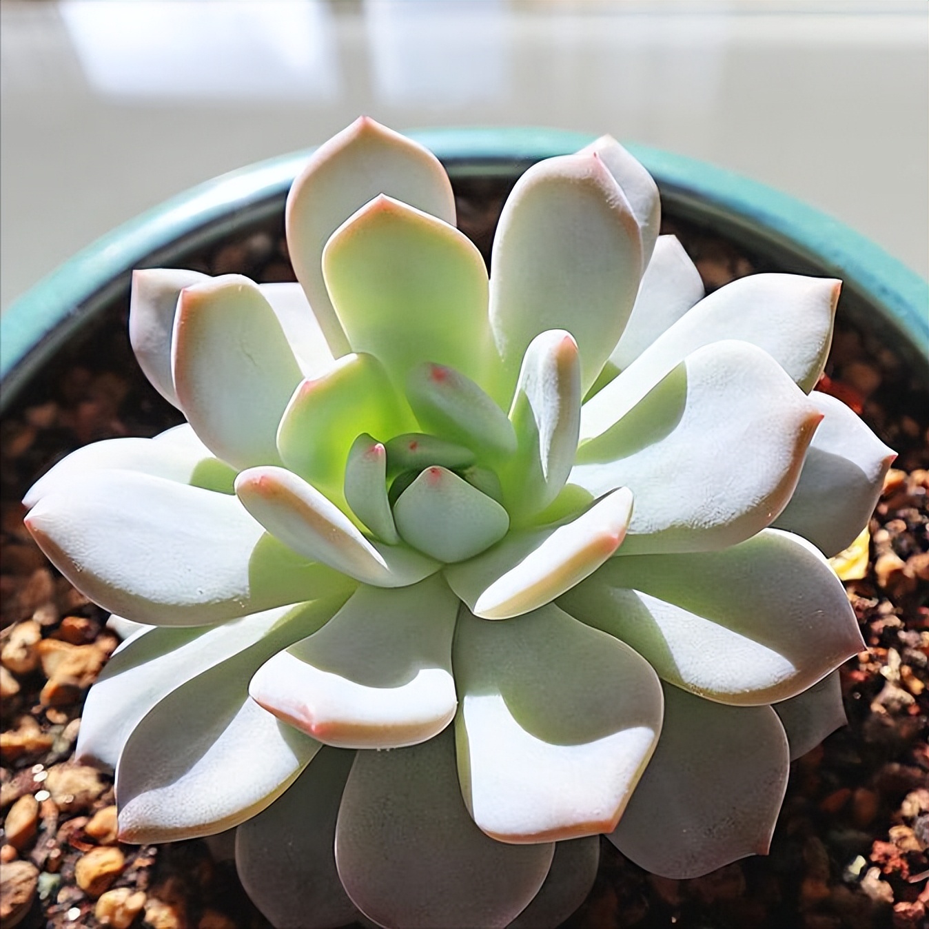 多肉一到夏天变得不好看,多肉不小心浇蜂蜜水