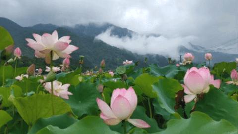 从化草埔村荷花游记,从化小杉村游玩攻略油菜花
