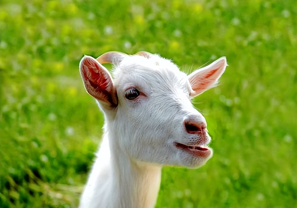 小羊突然体温低站不起来什么原因,小羊卧地不起且一直叫是什么原因