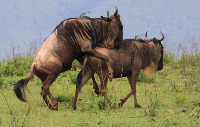 为什么角马长得像牛却叫马,角马长得明明像牛为何叫马