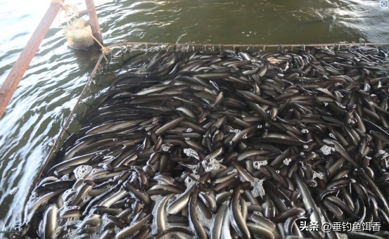 渔民捕捞2000公斤黄鱼卖957万,渔民获2.75公斤野生黄鱼