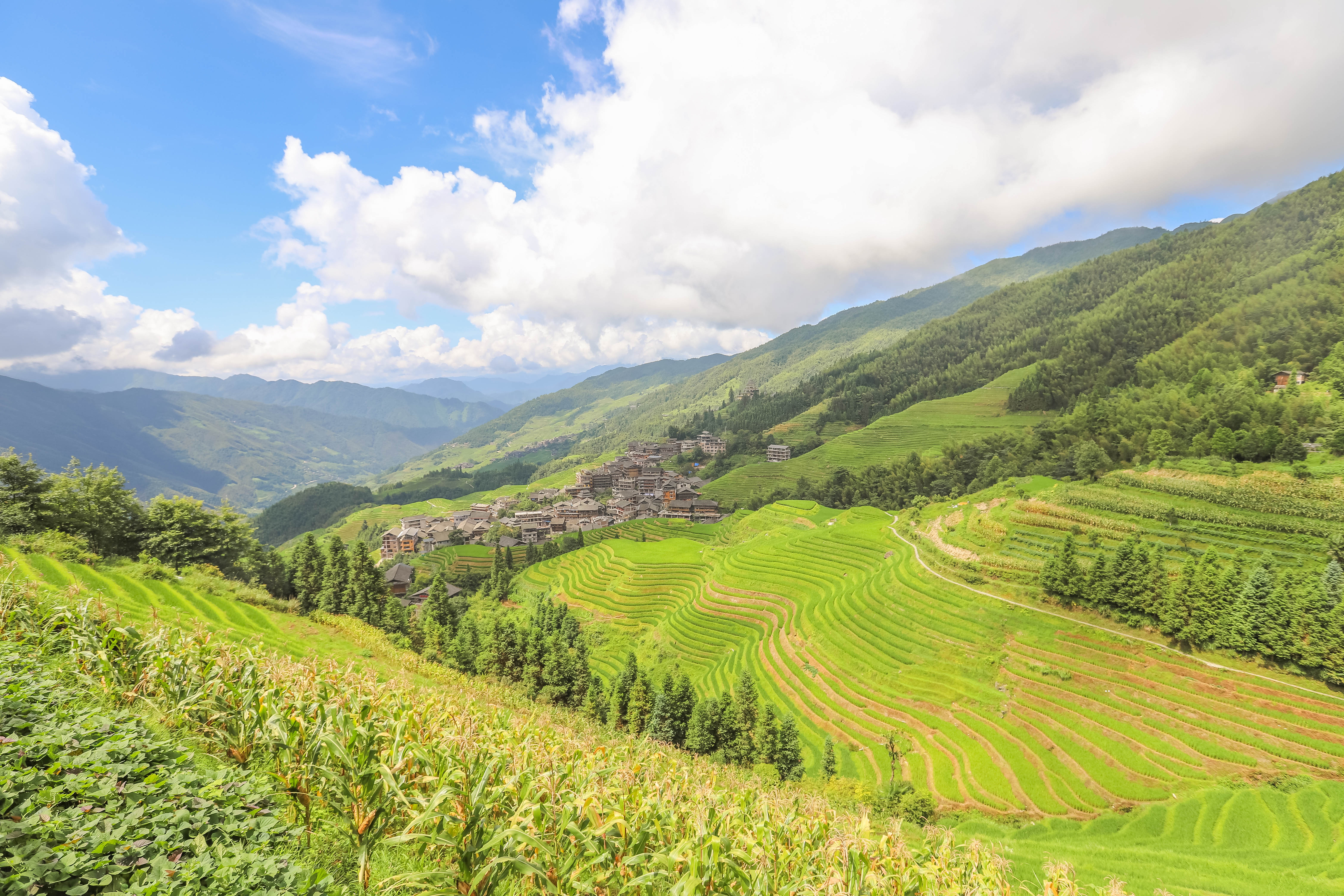 龙脊水稻梯田图片,龙脊水稻