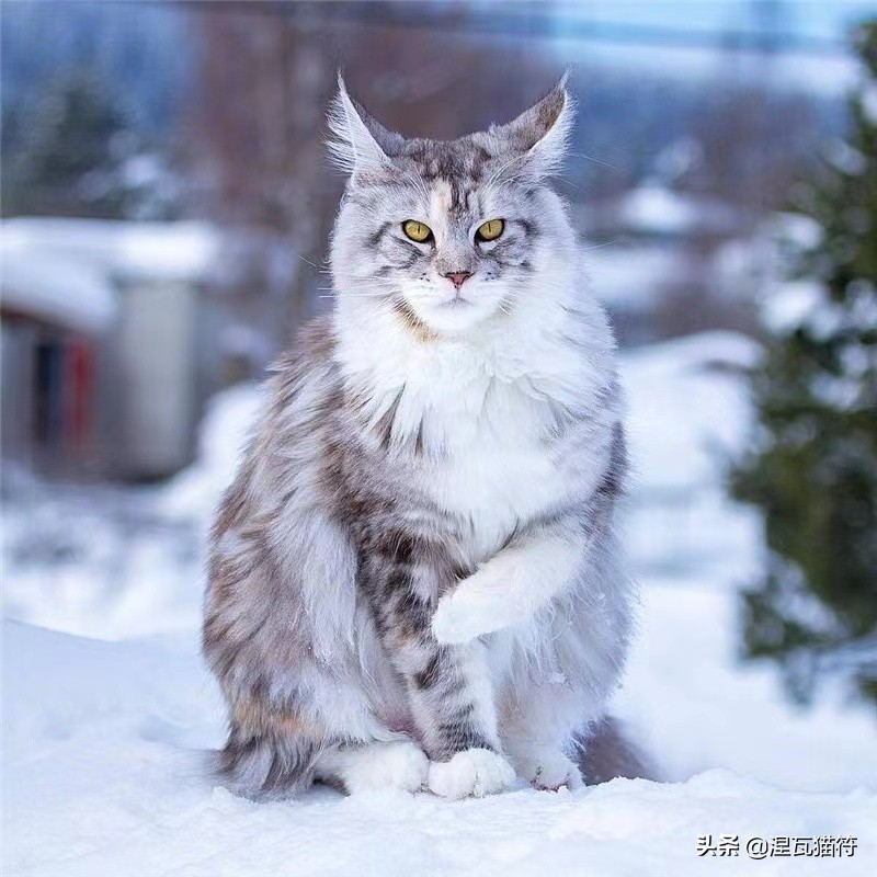 缅因库恩猫银虎斑,缅因猫浅银虎斑