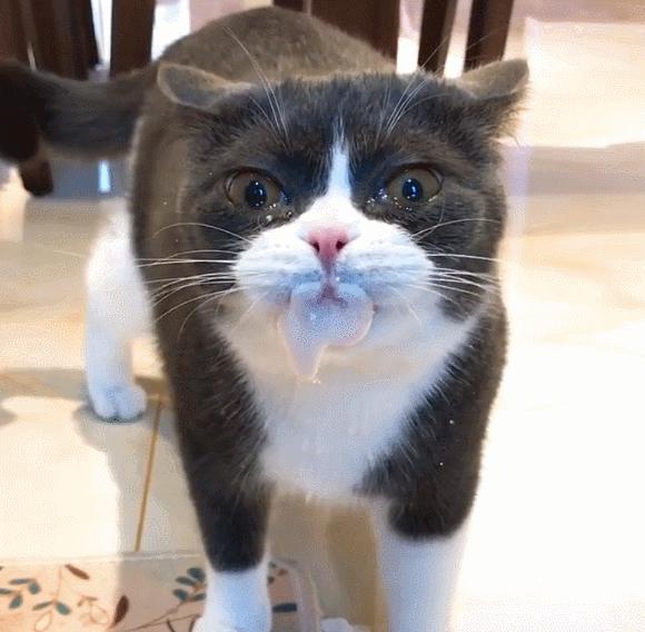 狗子为啥越喂越瘦,狗子越来越瘦但是很能吃