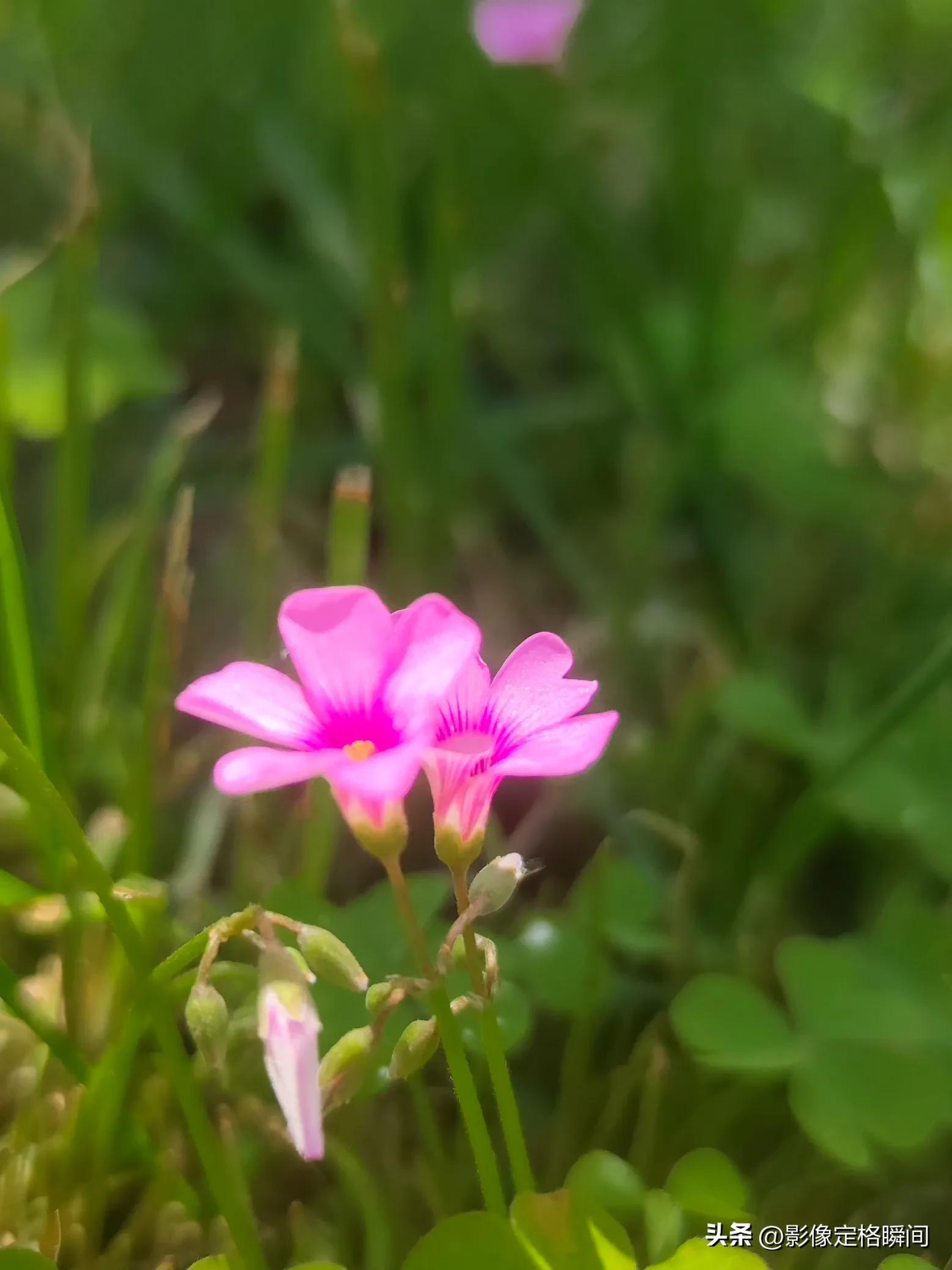 用什么模式拍出来的花更好看,用手机给花拍照怎么拍出高级感