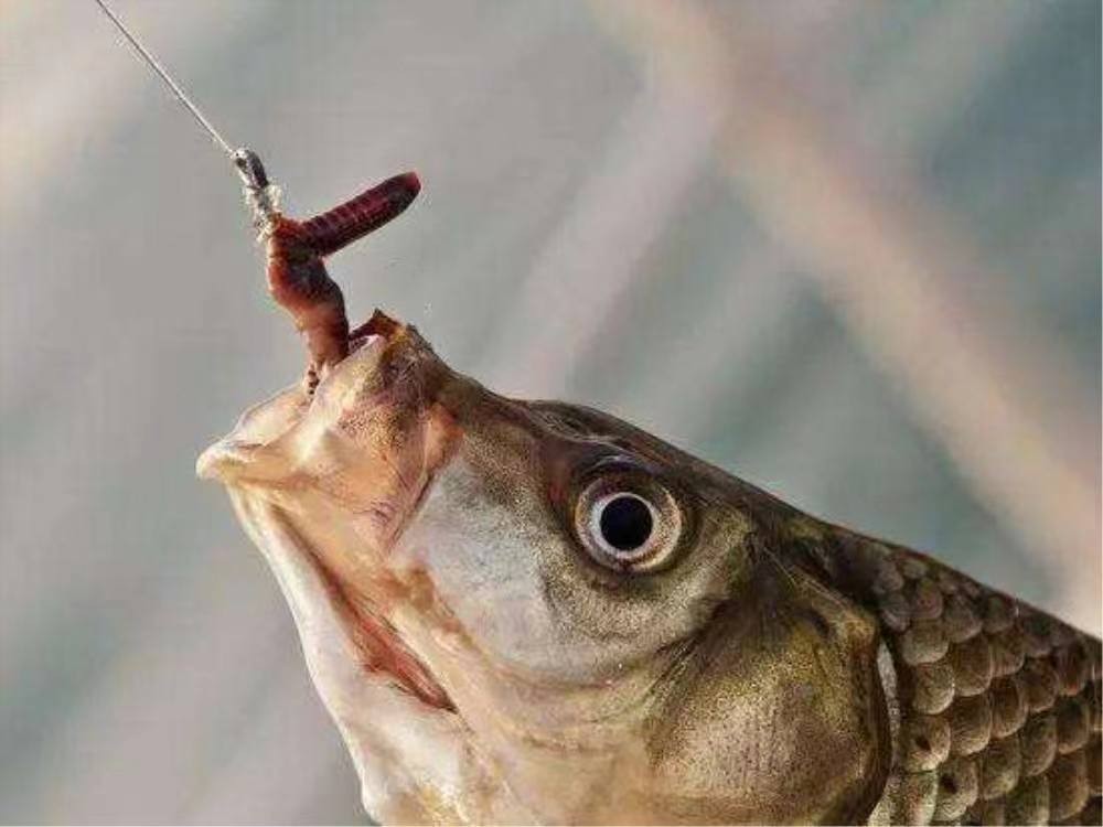 一晚赚上万元臭水沟里的红虫,臭水沟里的红虫一斤多少钱