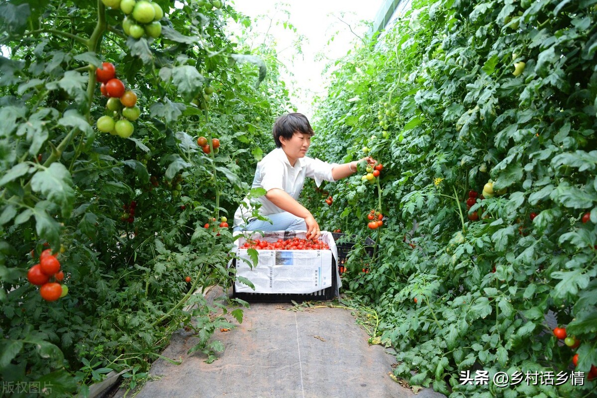 种菜喷醋的正确方法,种菜用醋怎么用