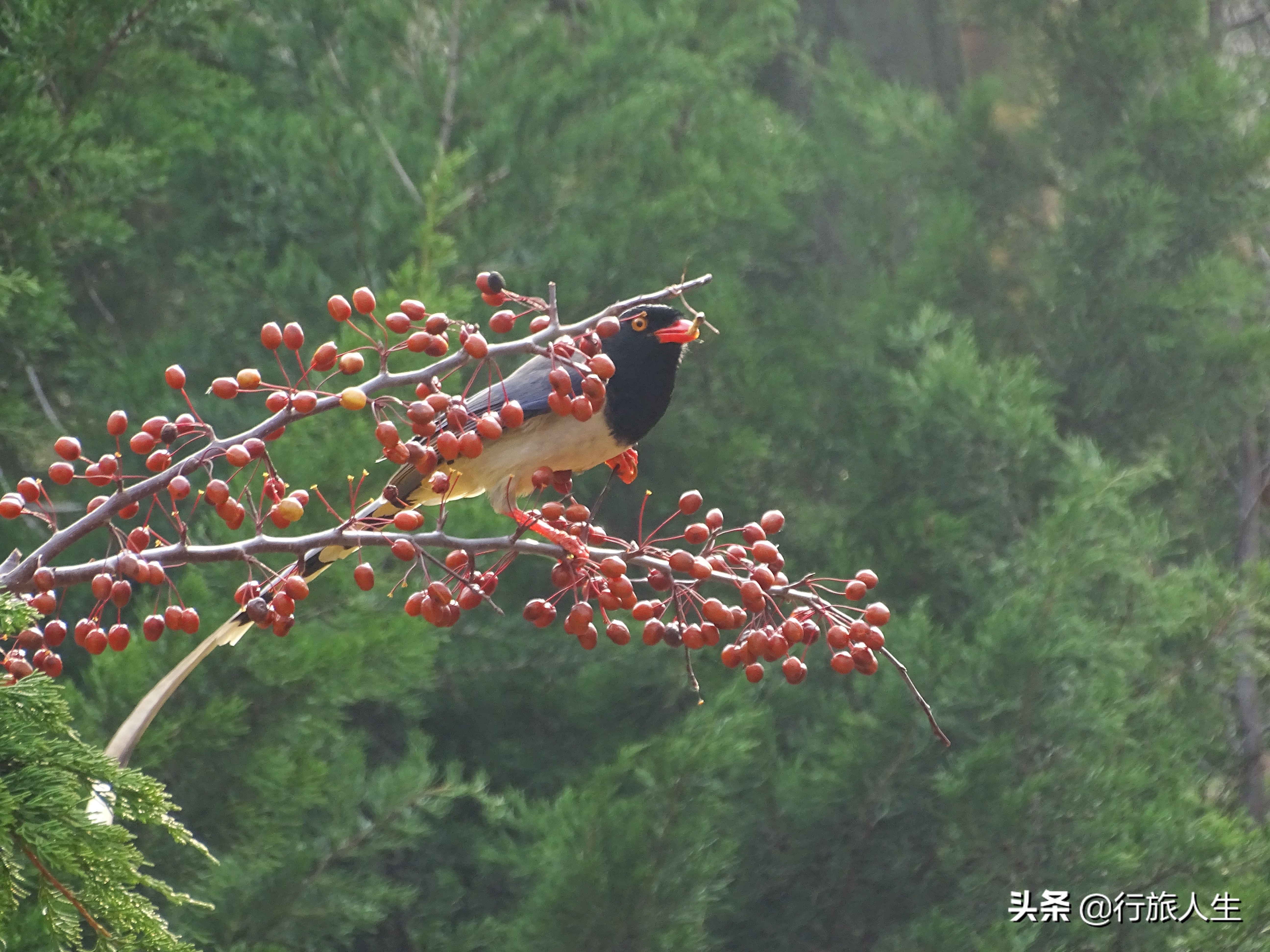 冬日的鸟儿文案,冬日鸟儿在树上图片