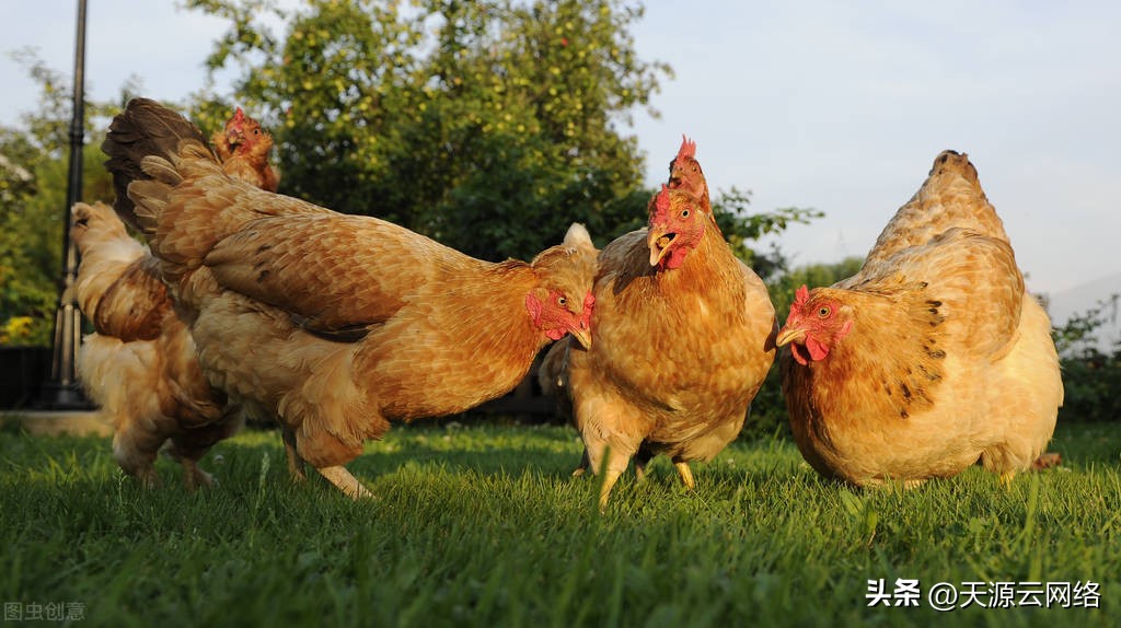 高温高湿如何养好鸡,高温高湿的天气怎么预防鸡球虫