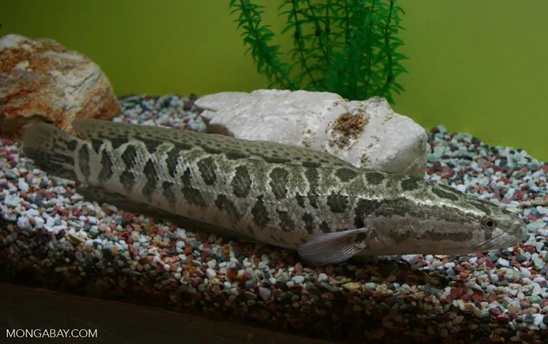 黑龙江三花五罗十八子图片,黑龙江名鱼三花五罗