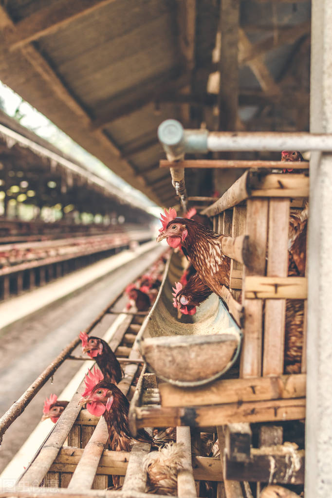 兽医老王最新视频,兽医老王谈养殖