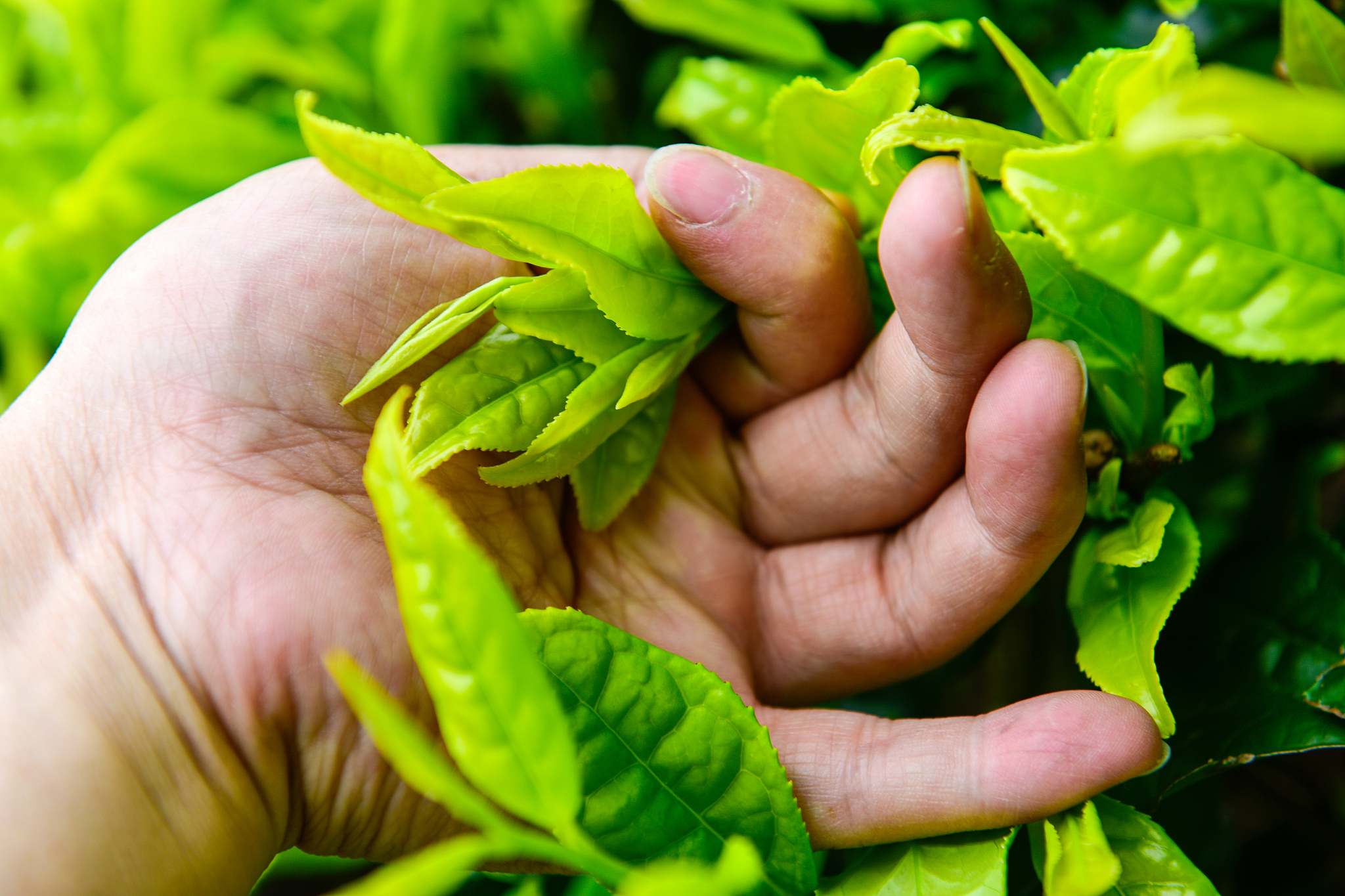 白茶白毫银针品茶,白茶品品香怎么冲泡