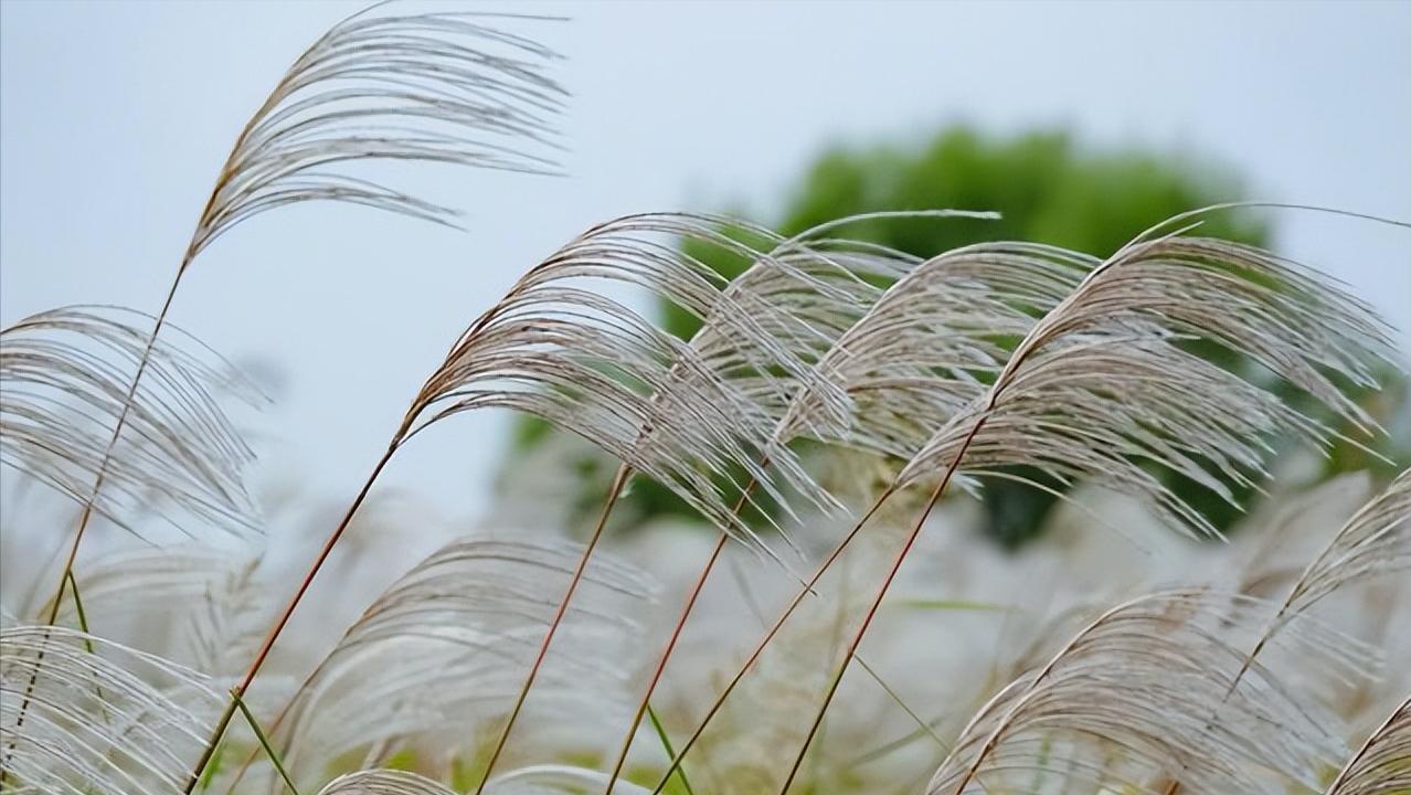 扬州游玩公园,扬州文化公园旅游攻略