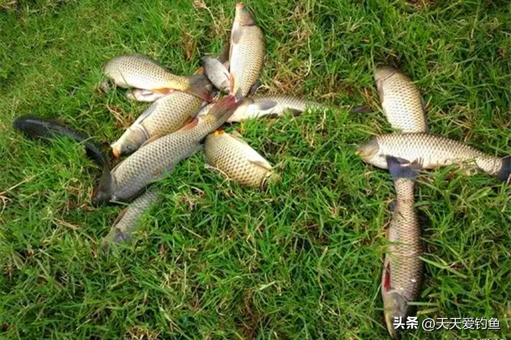 跑铅钓底调漂的正确方法与技巧,跑铅钓法的正确调漂方法