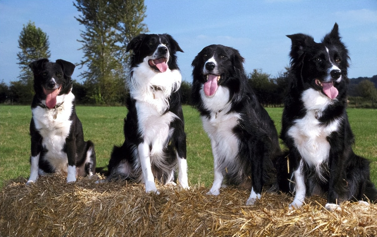 边境牧羊犬为什么不建议养,边境牧羊犬为什么讨人厌