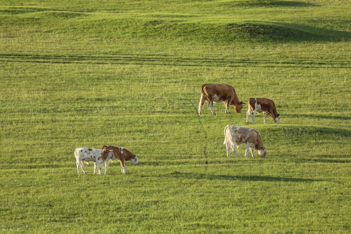 畜牧经营管理如何打造国际竞争力,如何提升畜牧产业竞争力