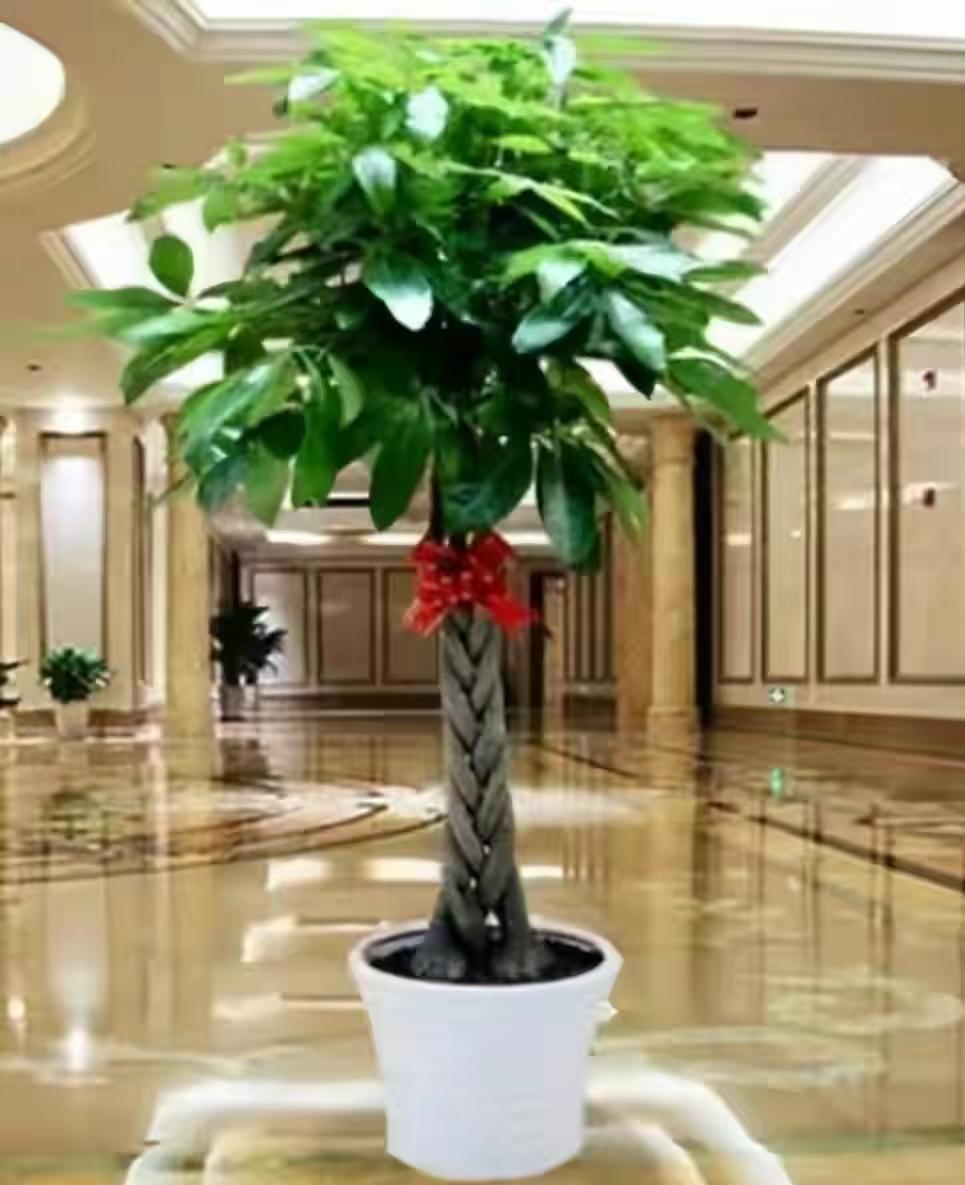 客厅养什么花最好最招财,客厅养什么花好看旺财