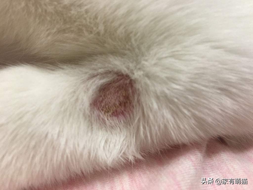 养猫猫癣能完全预防吗,养猫人的身上老有猫癣怎么办