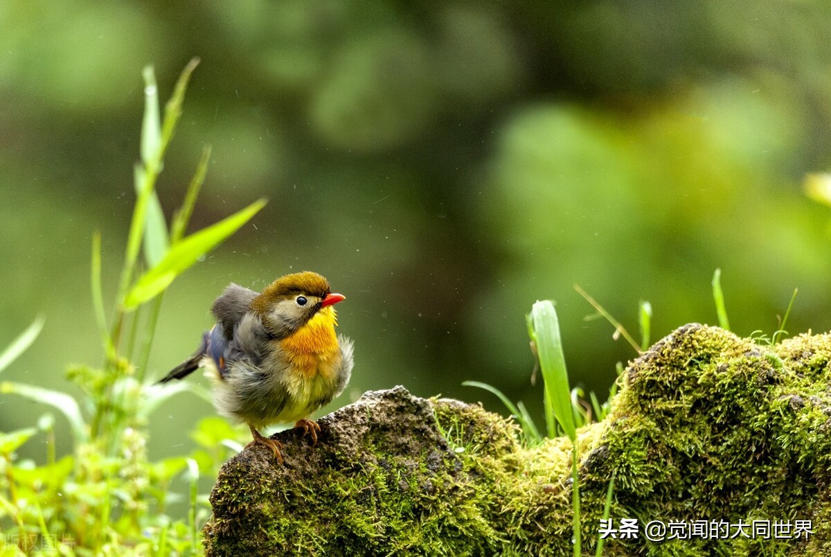 新东方董宇辉一股清流,新东方董宇辉成长经历
