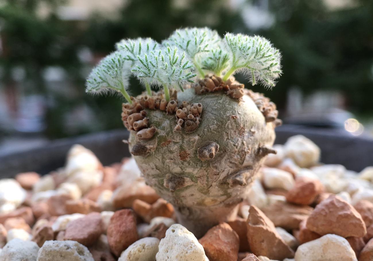 10种名贵花,什么名贵的花最好养