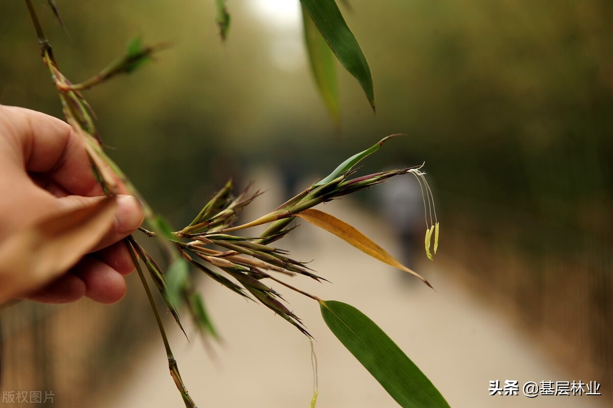 竹子开花赶紧搬家是怎么回事,竹子开花会闹大旱灾吗