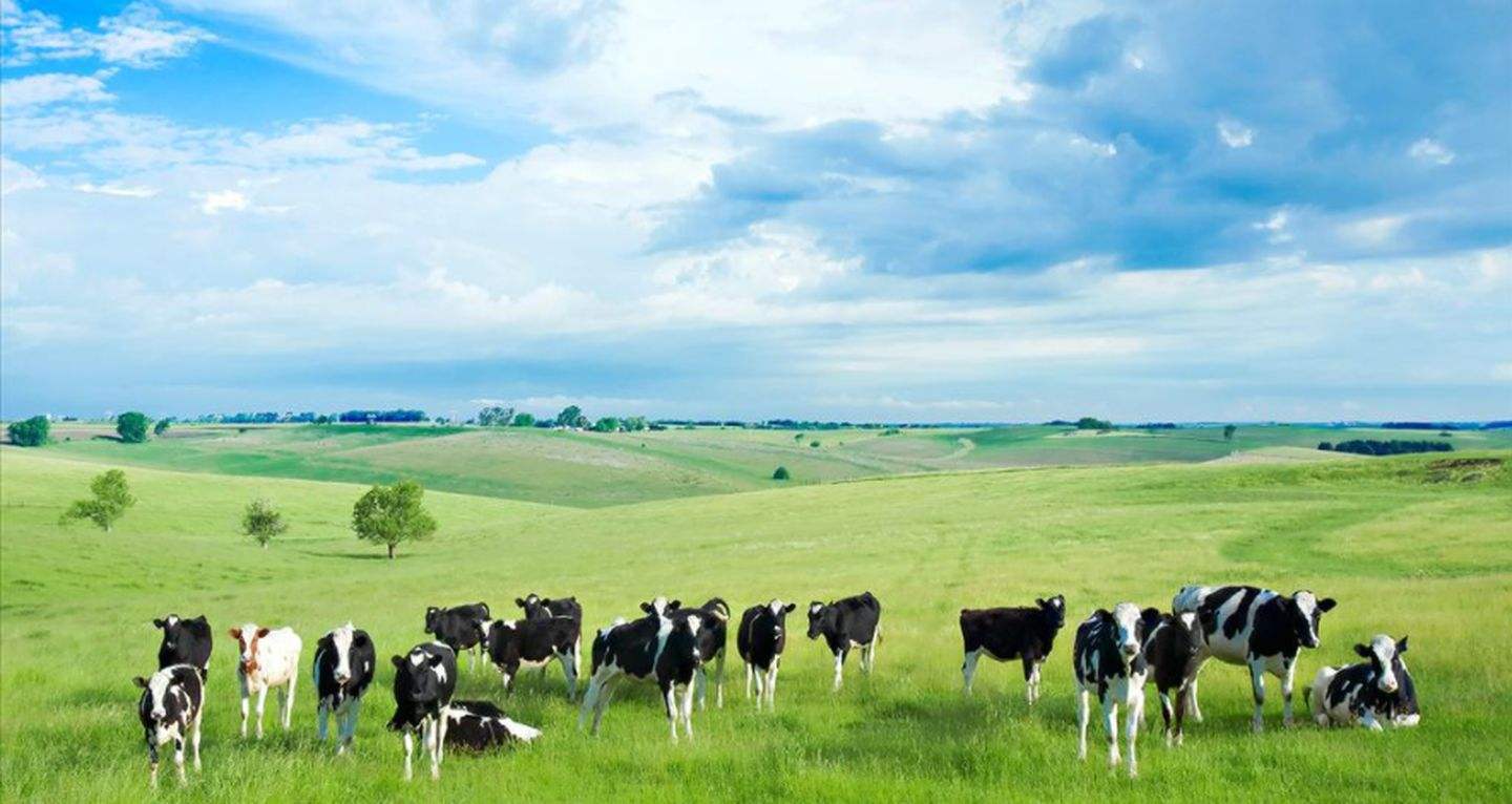 内蒙古蒙牛伊利哪个强,内蒙古乳业三巨头