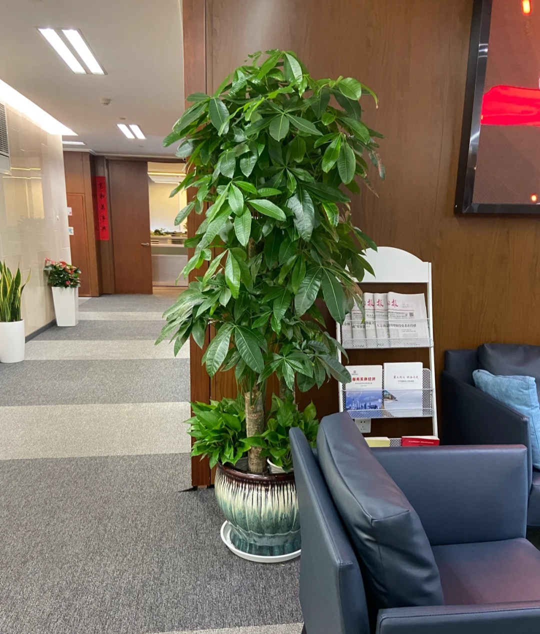 家中养三种花养人旺家,养人旺家聚福气的花