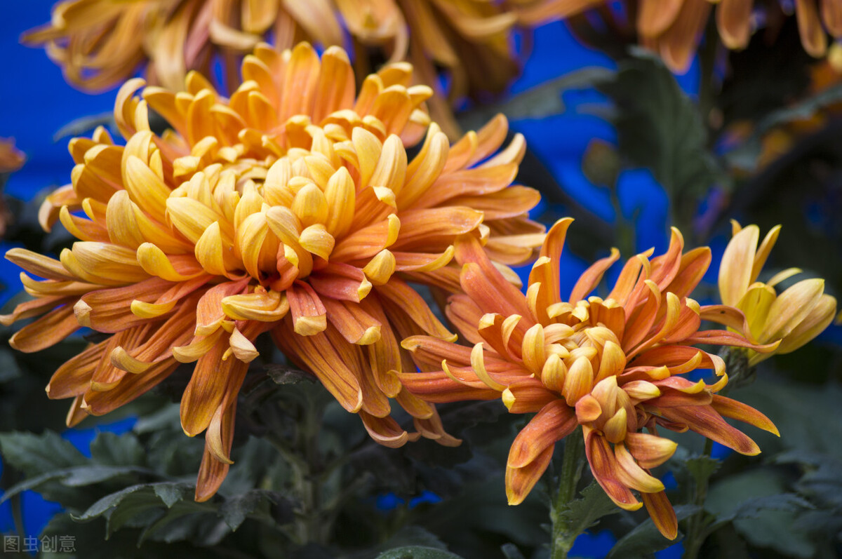 散文创作的几点感言,名家散文随笔精读与创作