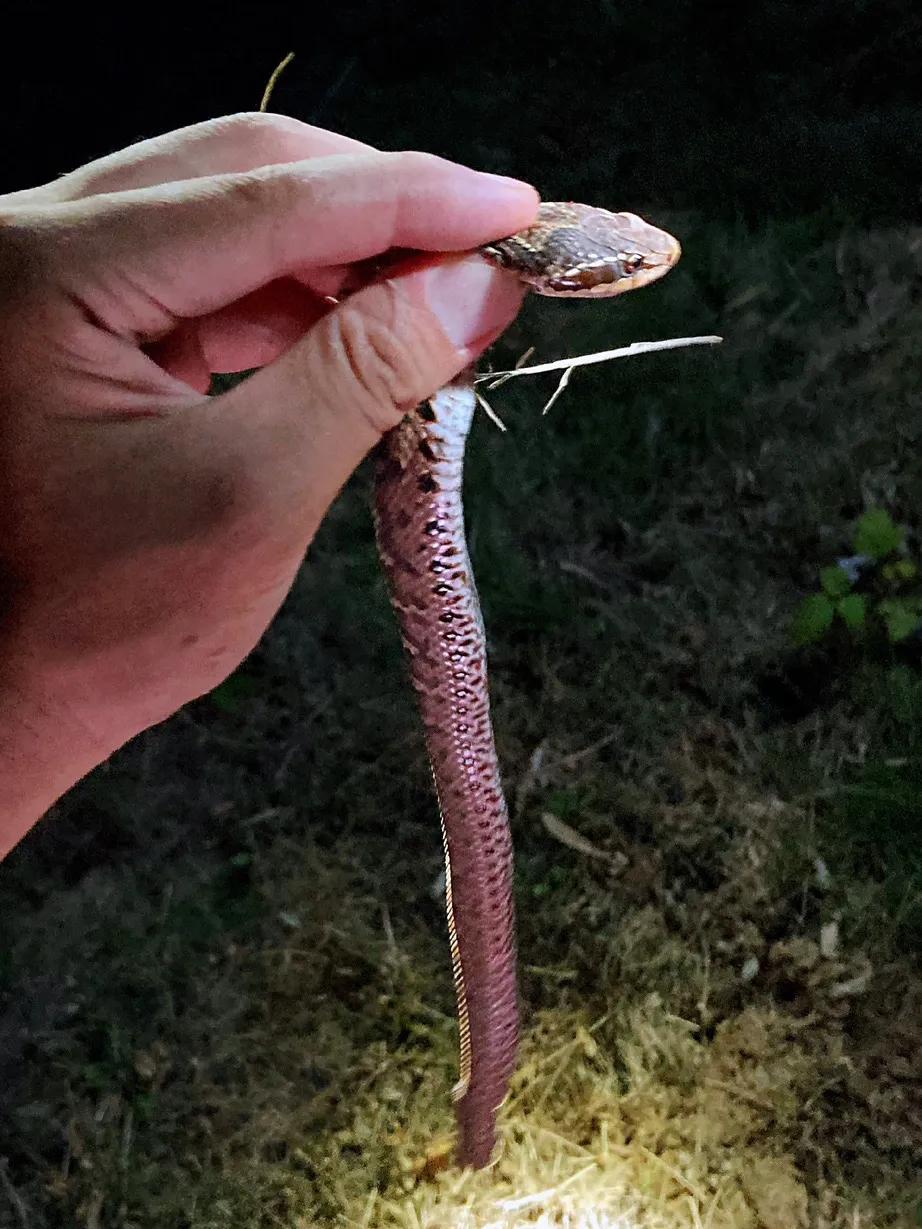 五一出行,这是包邮区城市最容易遇到的毒蛇