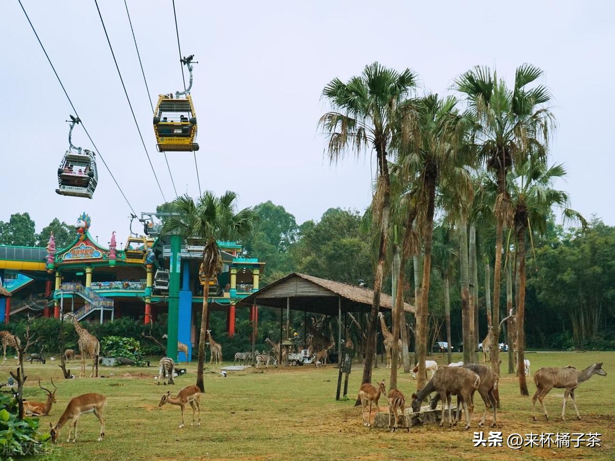 长隆和长鹿哪个门票便宜,长鹿动物园和长隆动物园哪个好玩