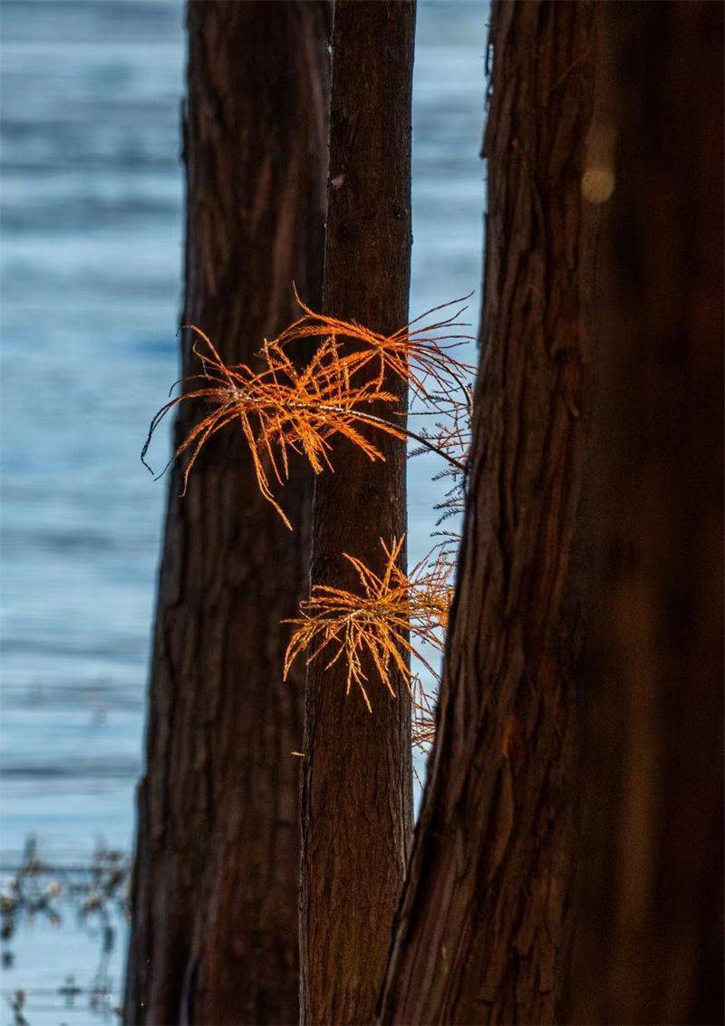 大理开启大理之旅,冬季的大理适合旅游吗