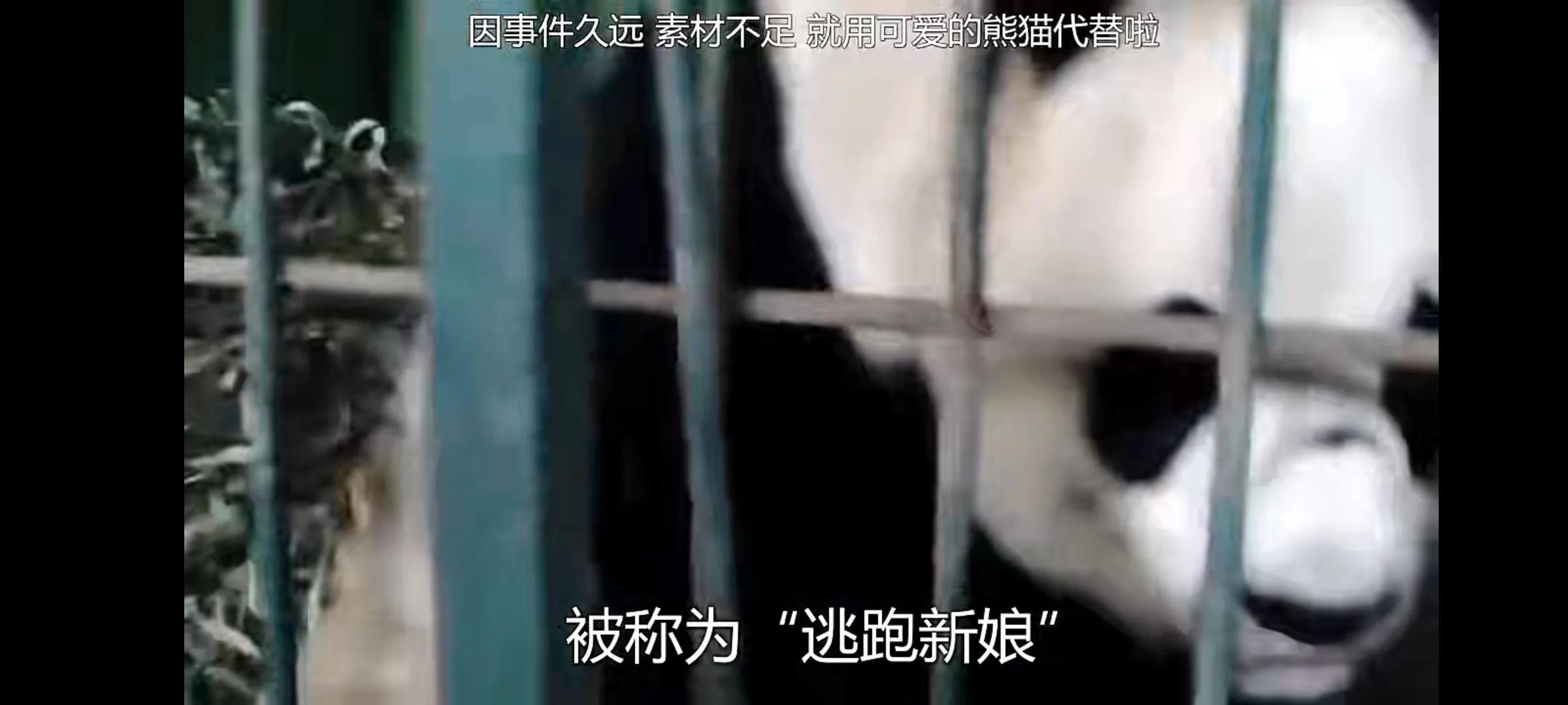 熊猫界几大家族,熊猫的种类有多少种