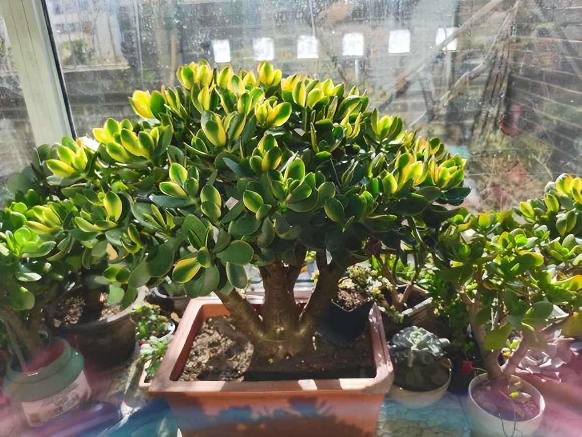 抗冻开花寓意旺家的盆栽植物花卉,旺家四季开花耐寒耐热植物