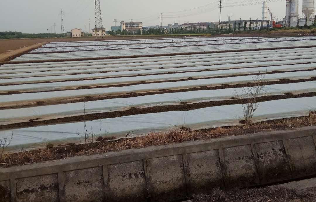 简单实用的秧田病虫草害绿色防控技术